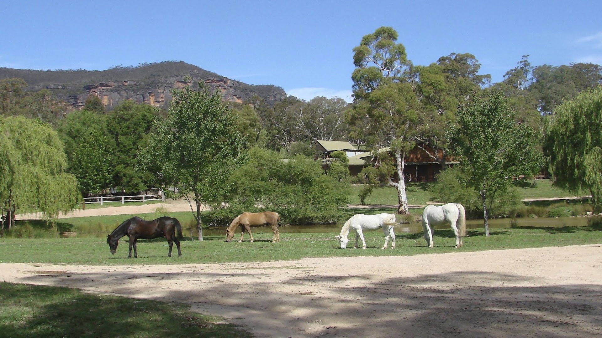 Blue Mountains Horse Riding
