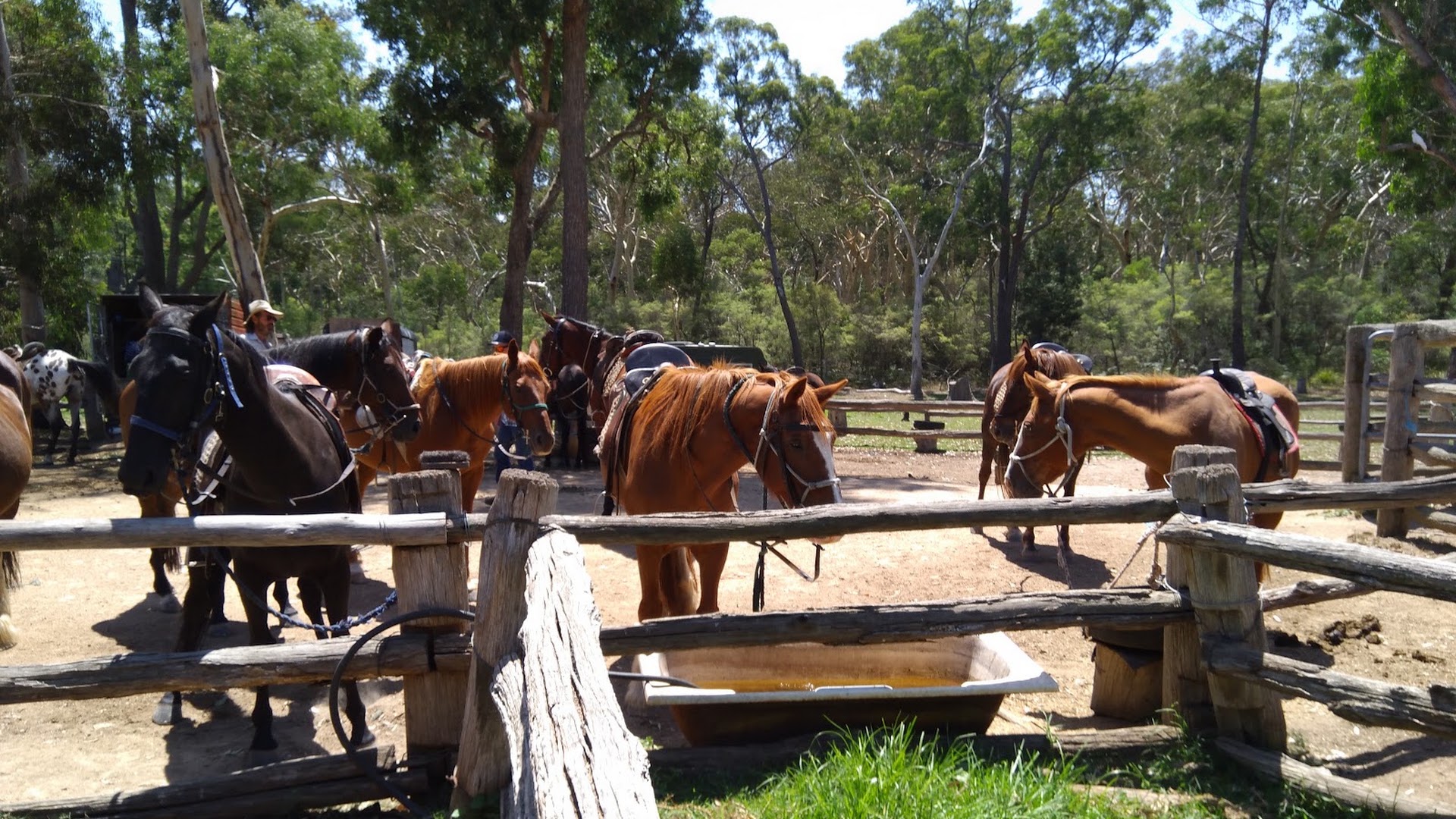 Blue Mountains Horse Riding photo 2