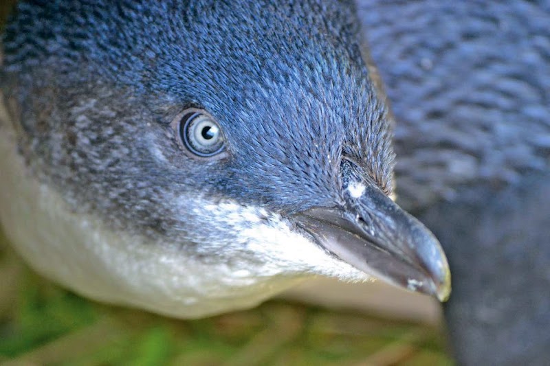 Blue Penguins Pukekura photo 2