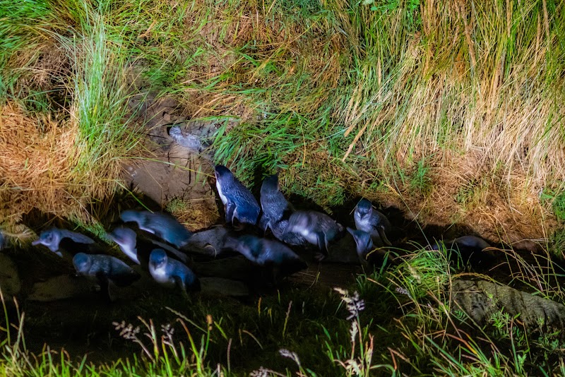 Blue Penguins Pukekura photo 3