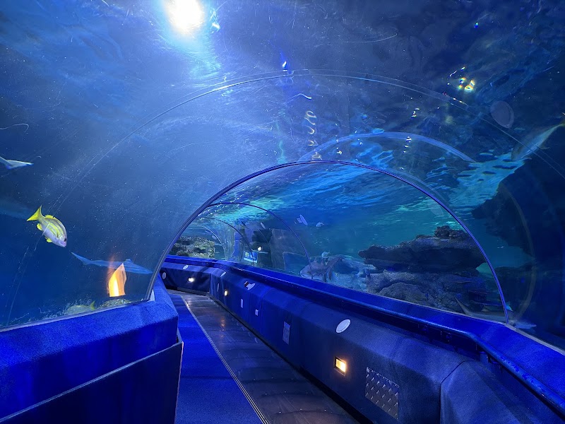 Blue Planet Aquarium photo 2