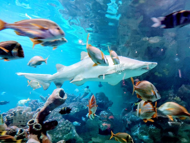 Blue Planet Aquarium photo 3