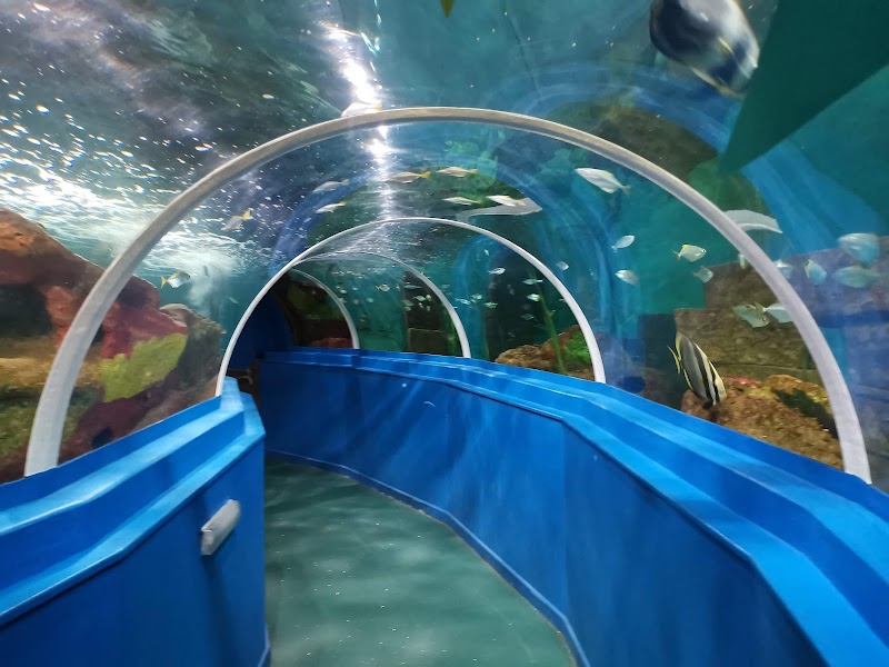 Blue Reef Aquarium Portsmouth
