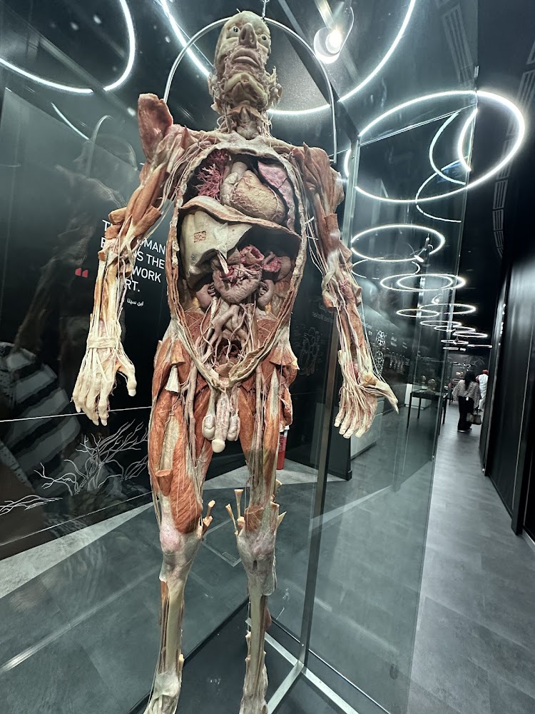 Body Museum photo 2