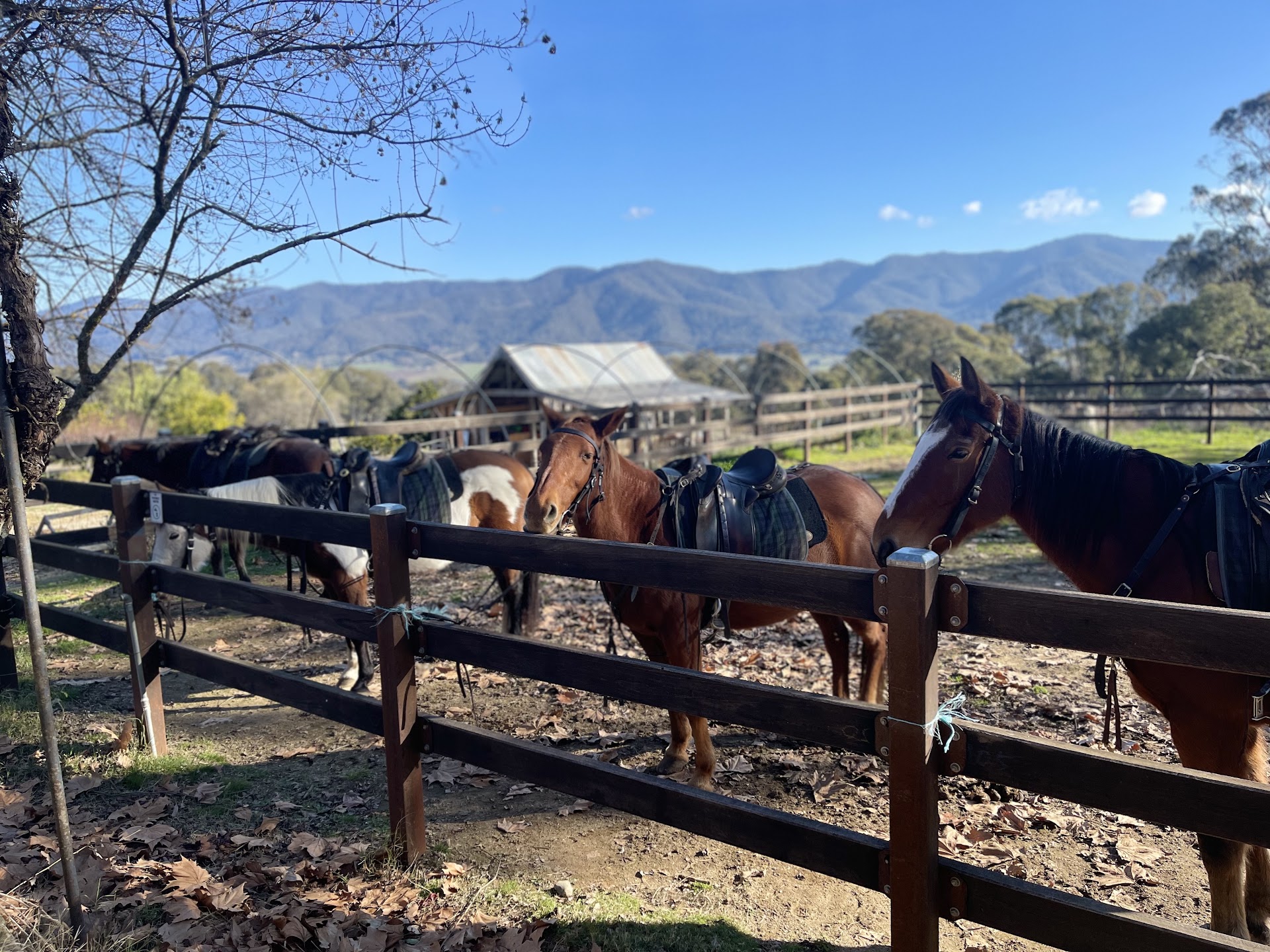 Bogong Horseback Adventures photo 2