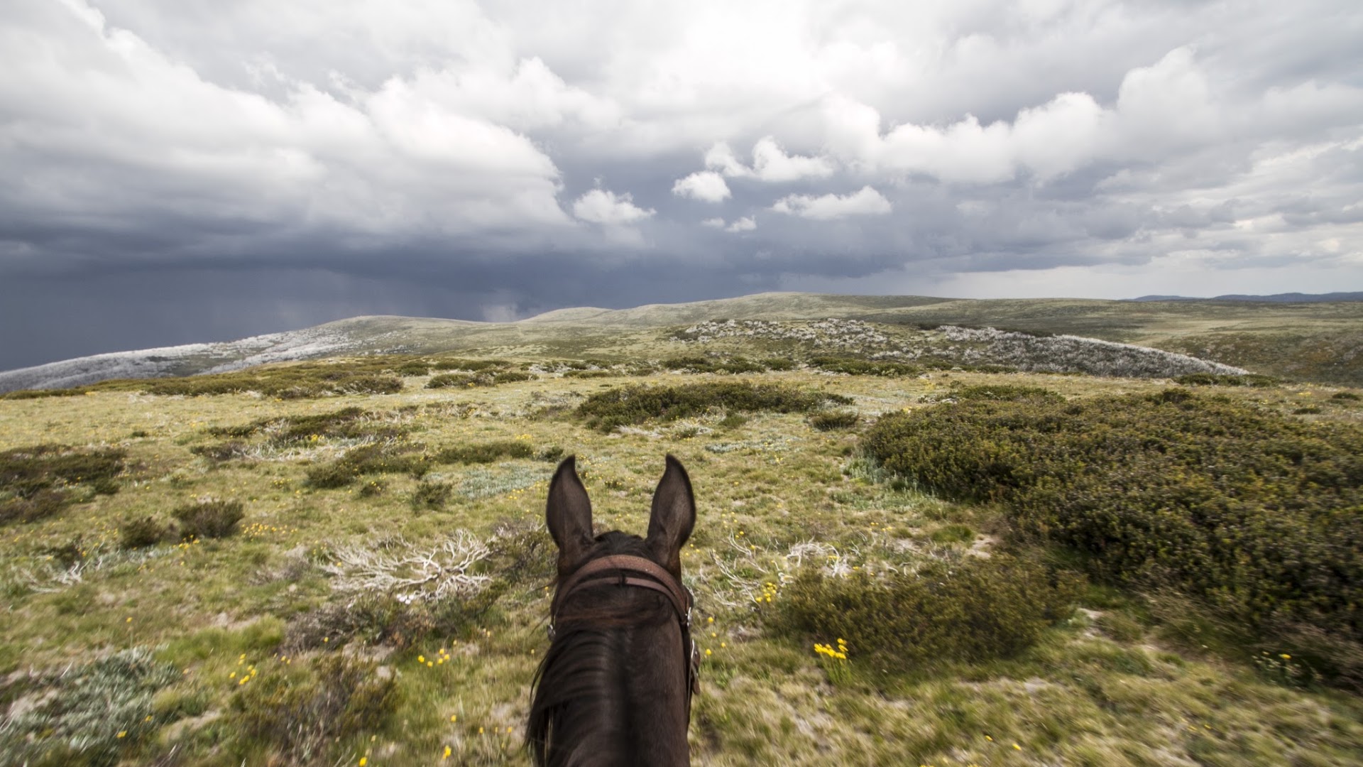 Bogong Horseback Adventures