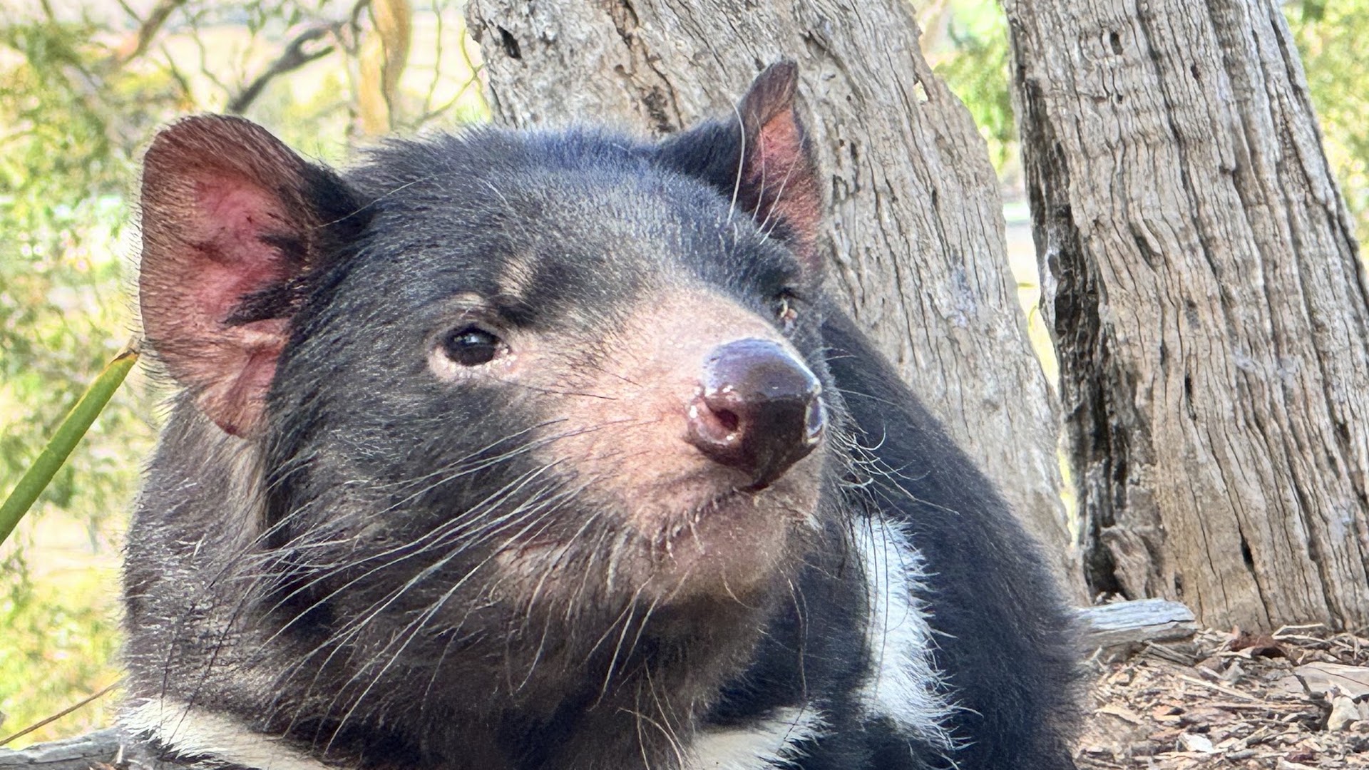 Bonorong Wildlife Sanctuary photo 2