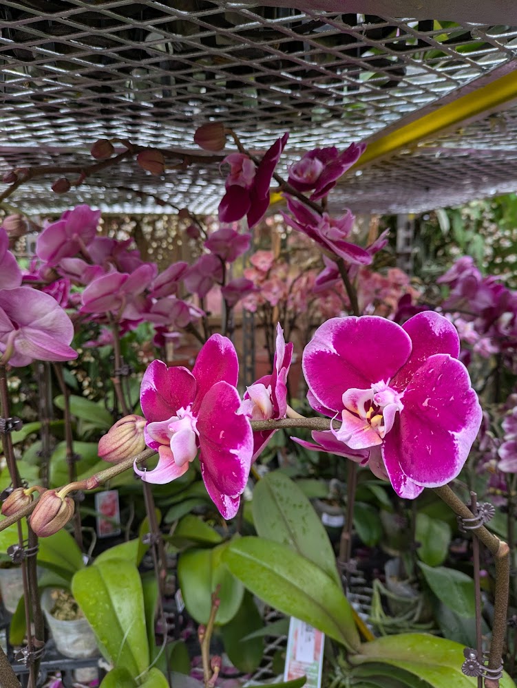 Boundary Street Recreation Ground photo 5