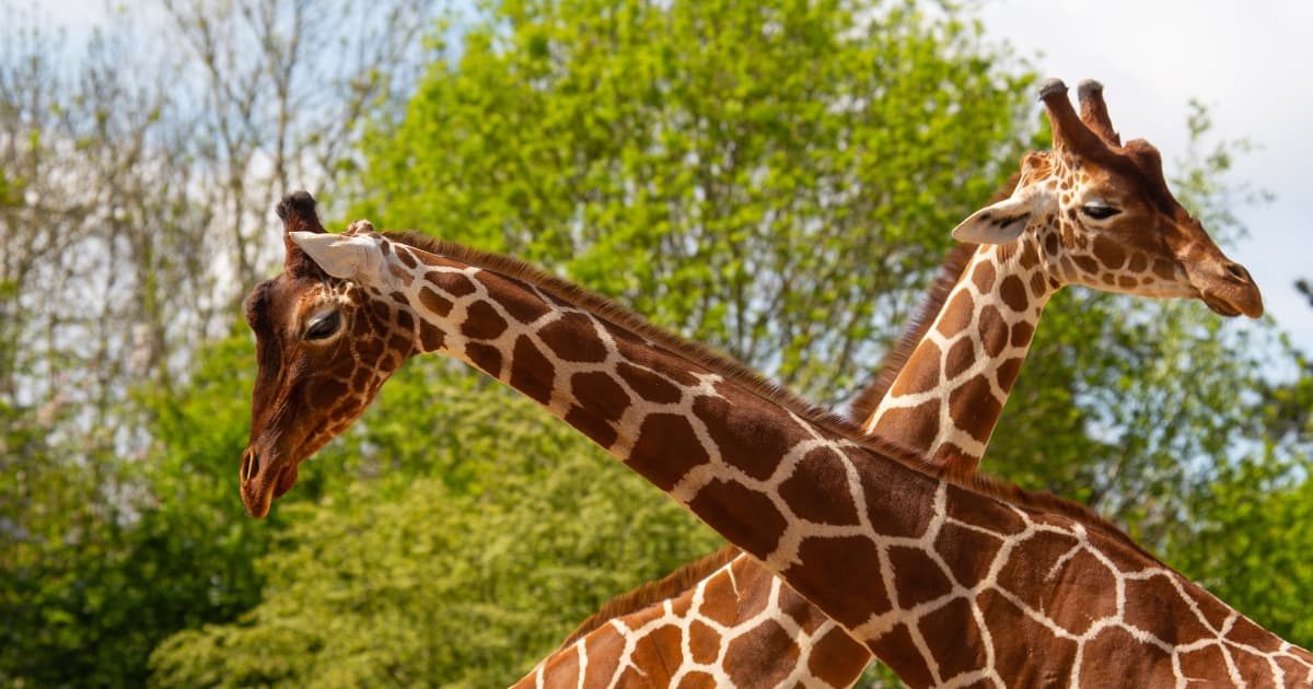 Photo of Bristol Zoo Project in South West