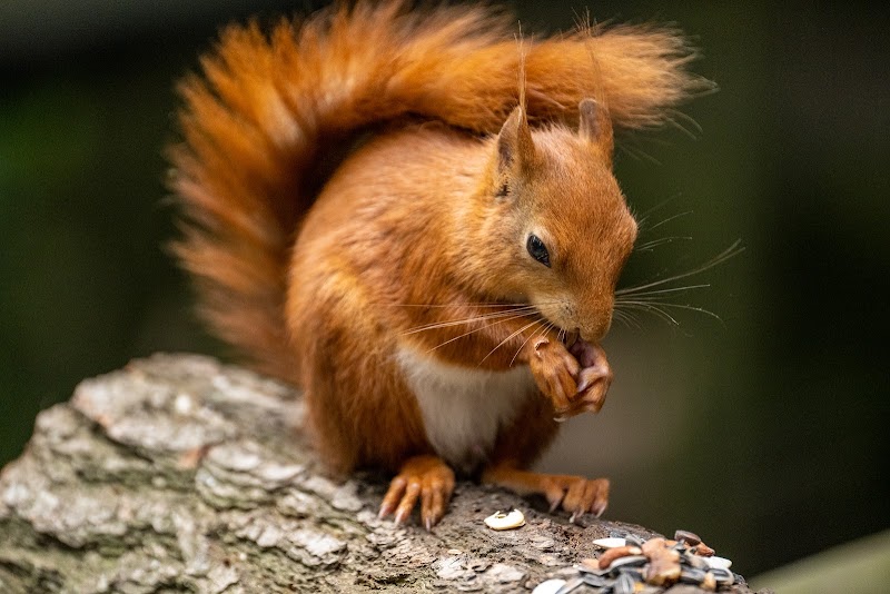 British Wildlife Centre photo 2