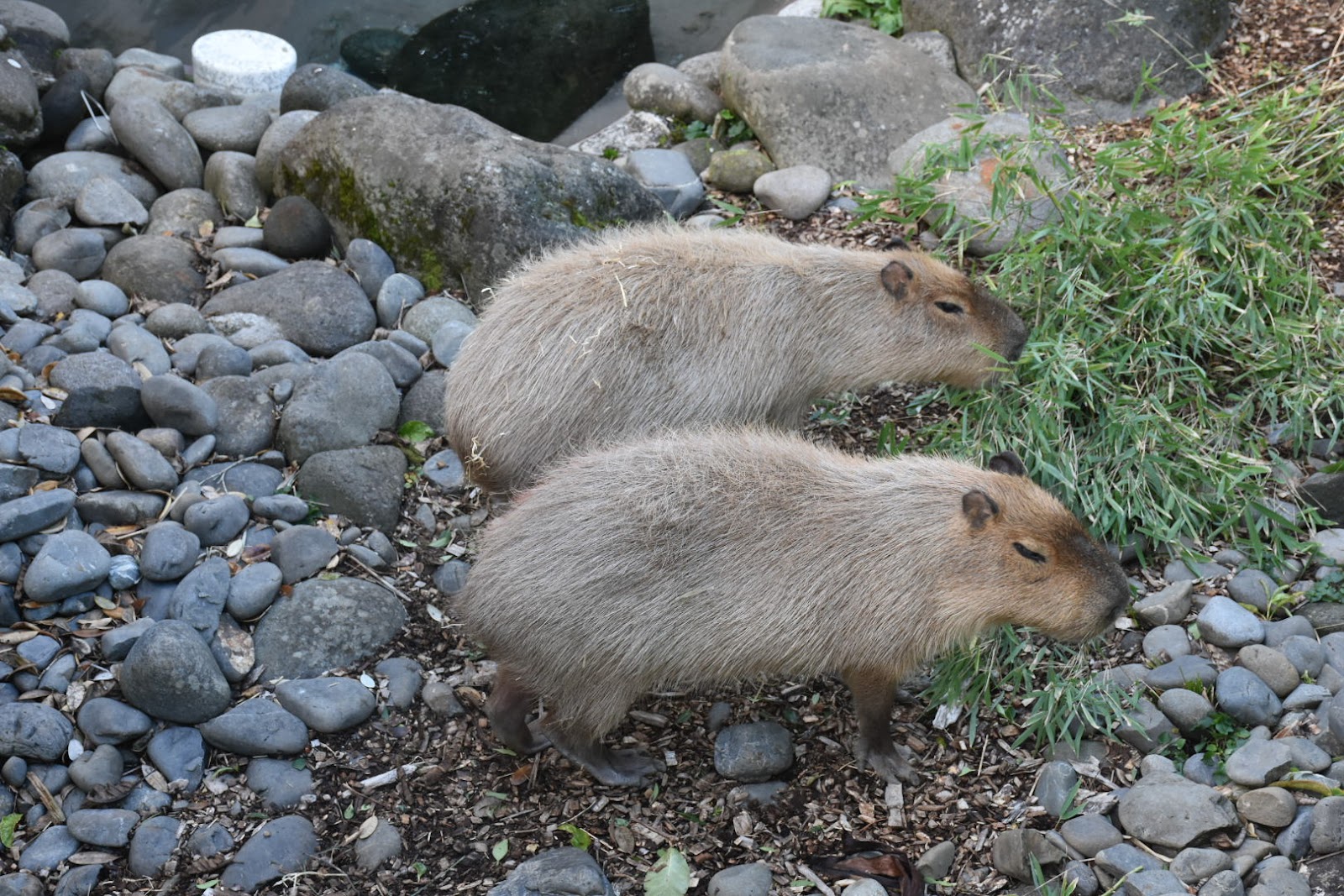 Brooklands Zoo photo 2