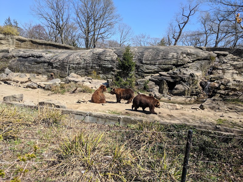 Brown Bears