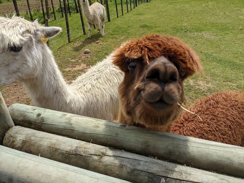 Bullswool Farm Park photo 2