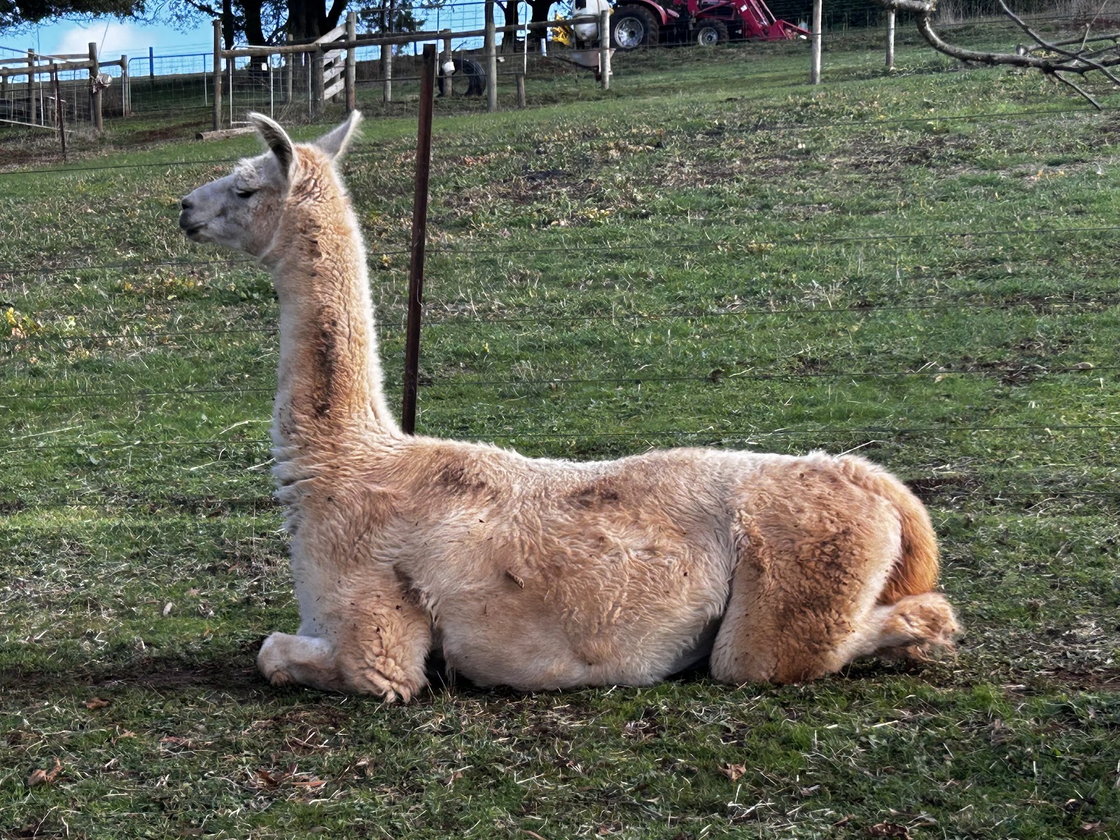 Burnarlook Llamas and Hazelnuts