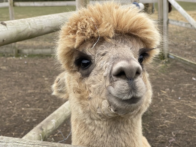 Burntwood Alpaca & Animal Experience photo 2