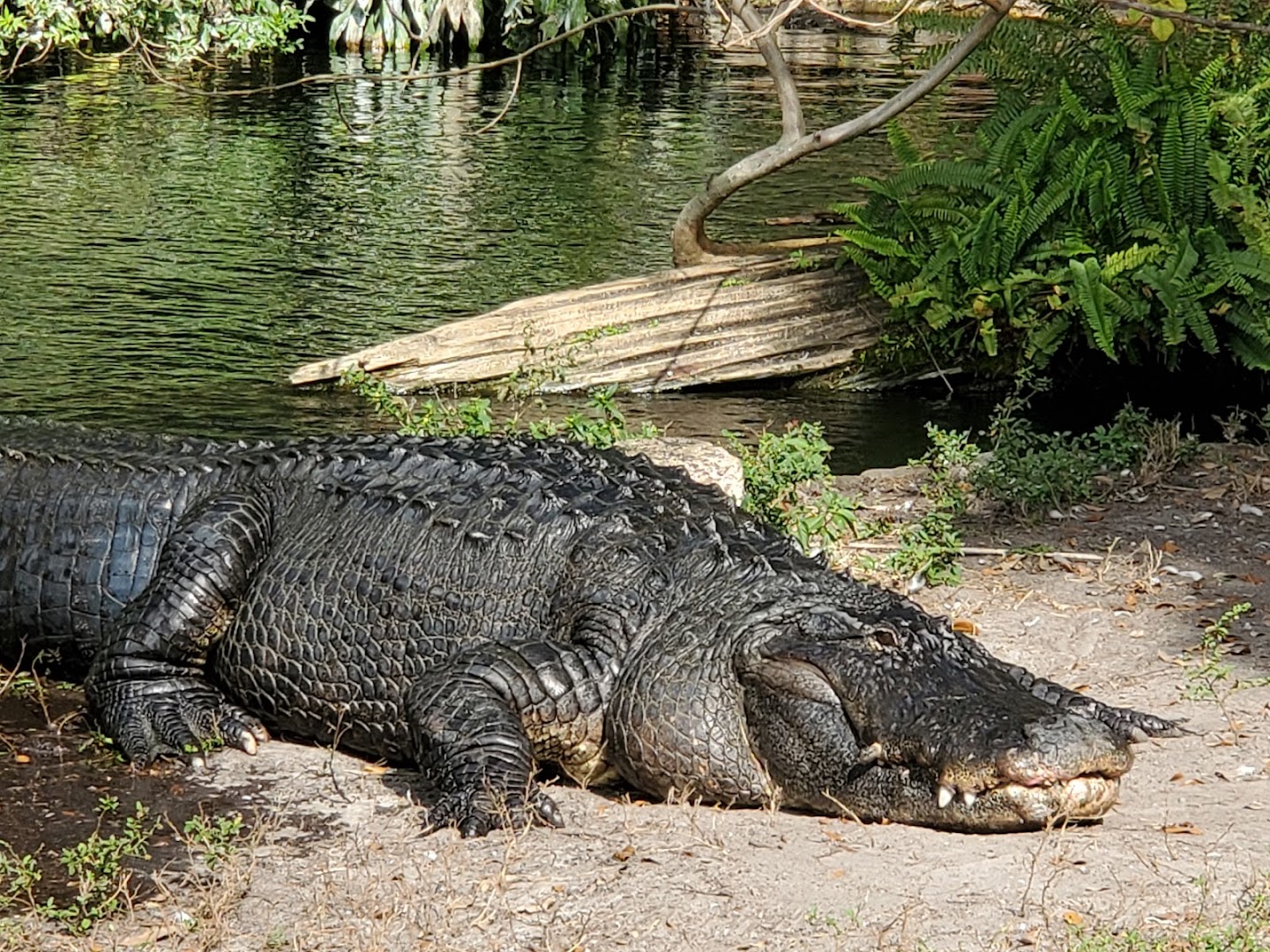 Busch Gardens Tampa Bay photo 3