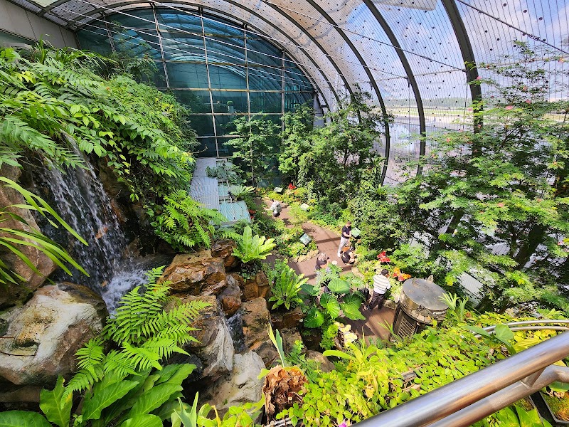 Butterfly Garden