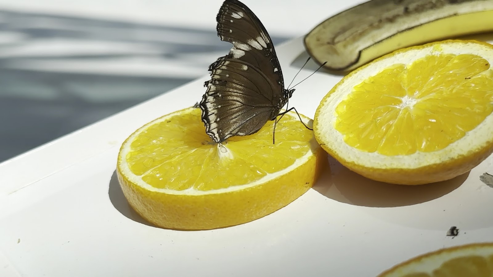 Butterfly Park photo 3