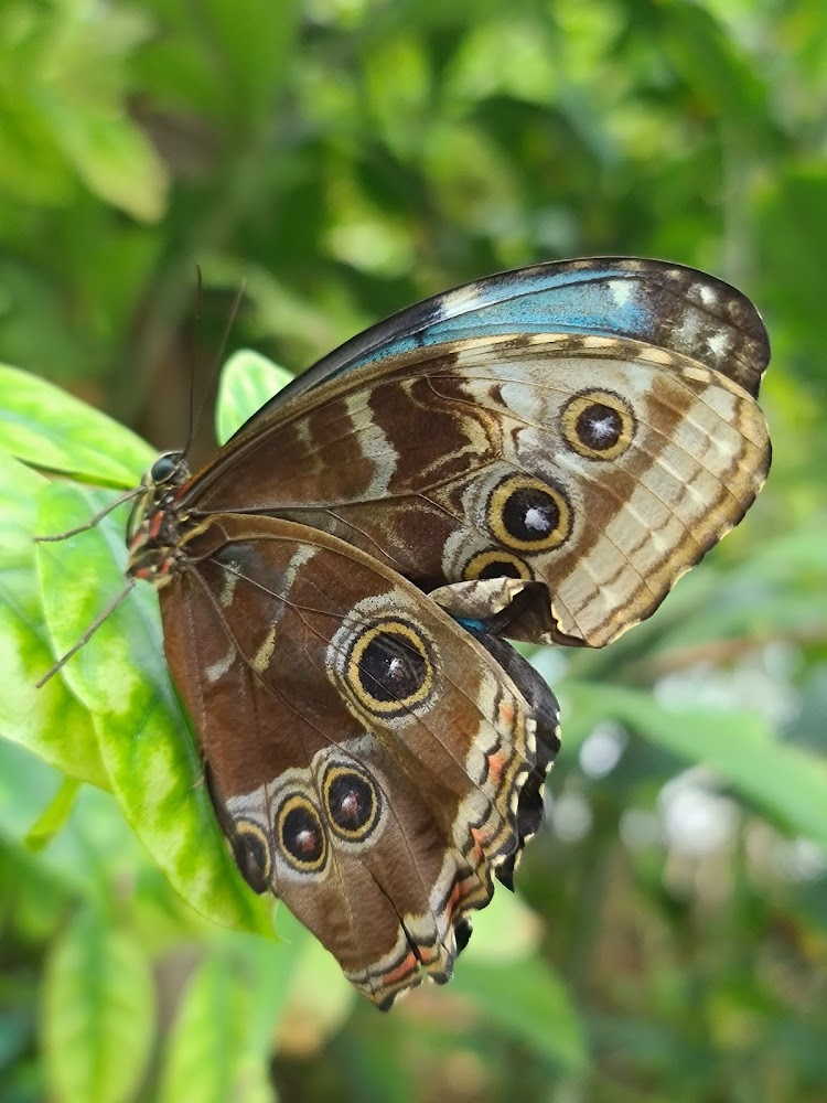 Butterfly Park photo 5