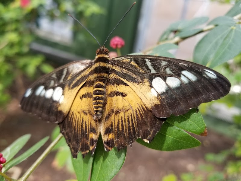 Butterfly Wonderland photo 3