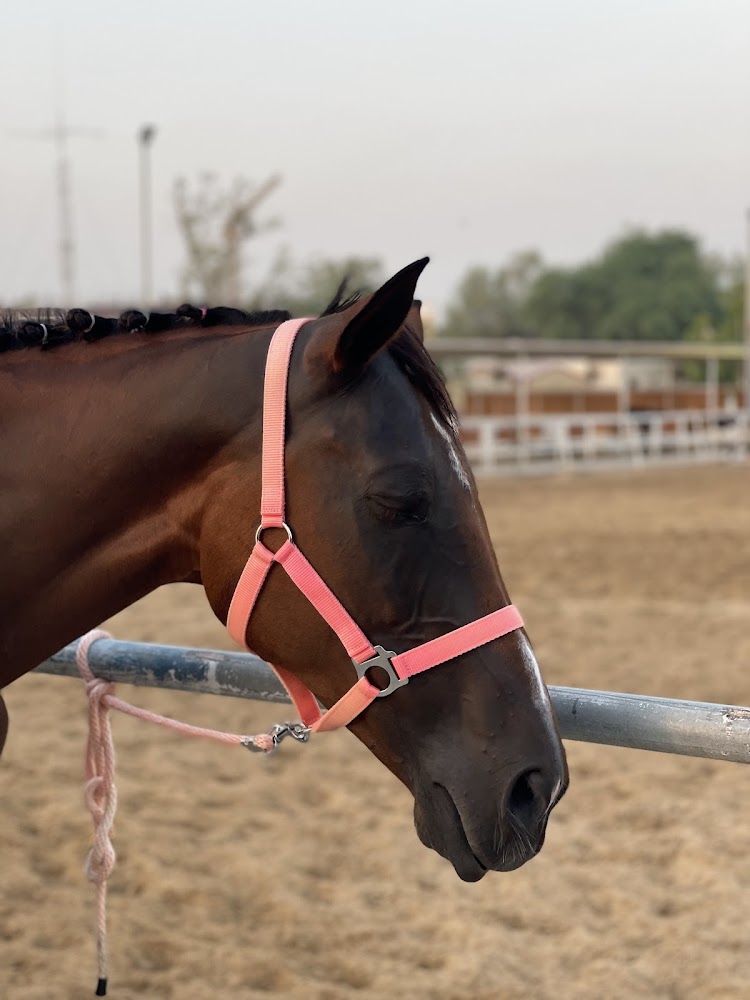 CaballoEquestrianClub photo 5