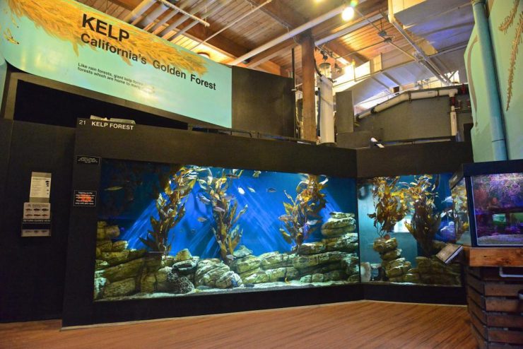 Cabrillo Marine Aquarium photo 2
