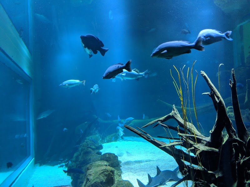 Cairns Aquarium