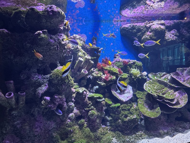 Cairns Aquarium photo 2