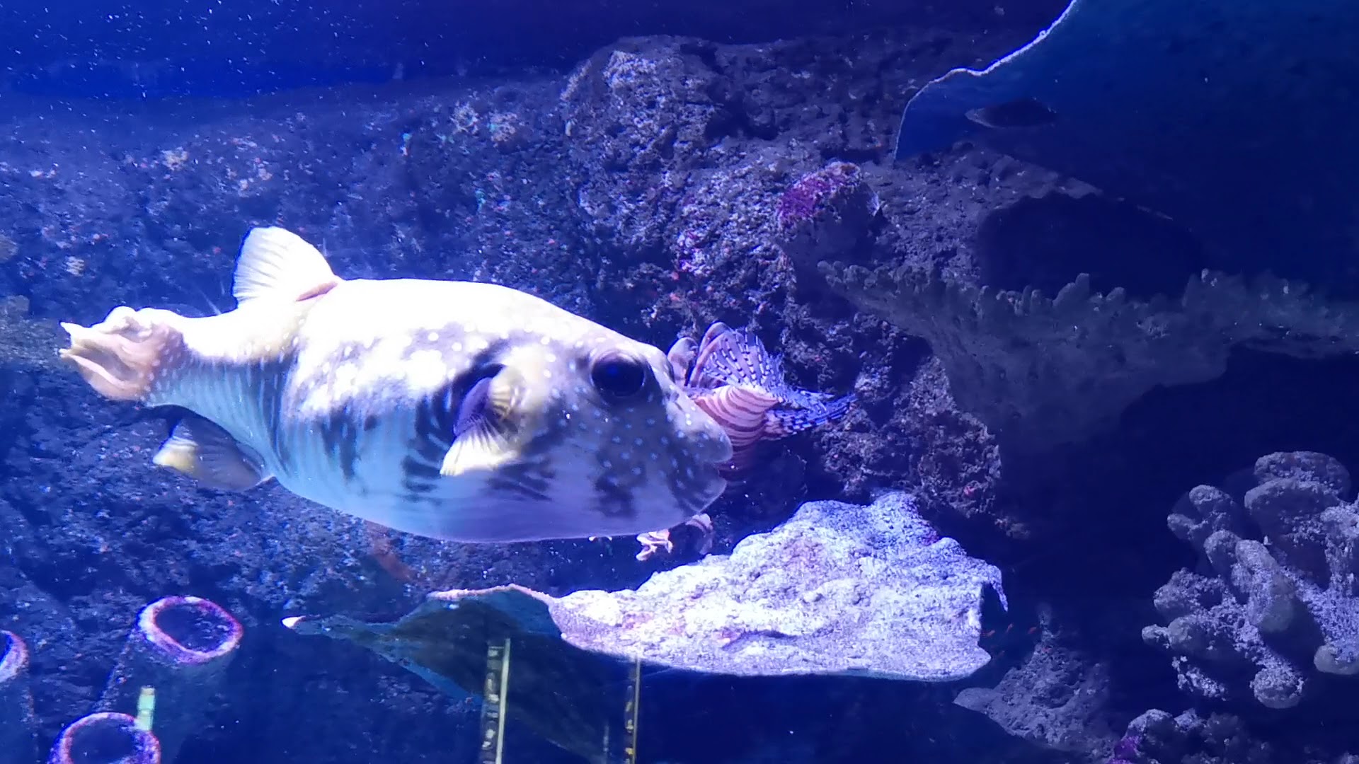 Cairns Aquarium photo 3
