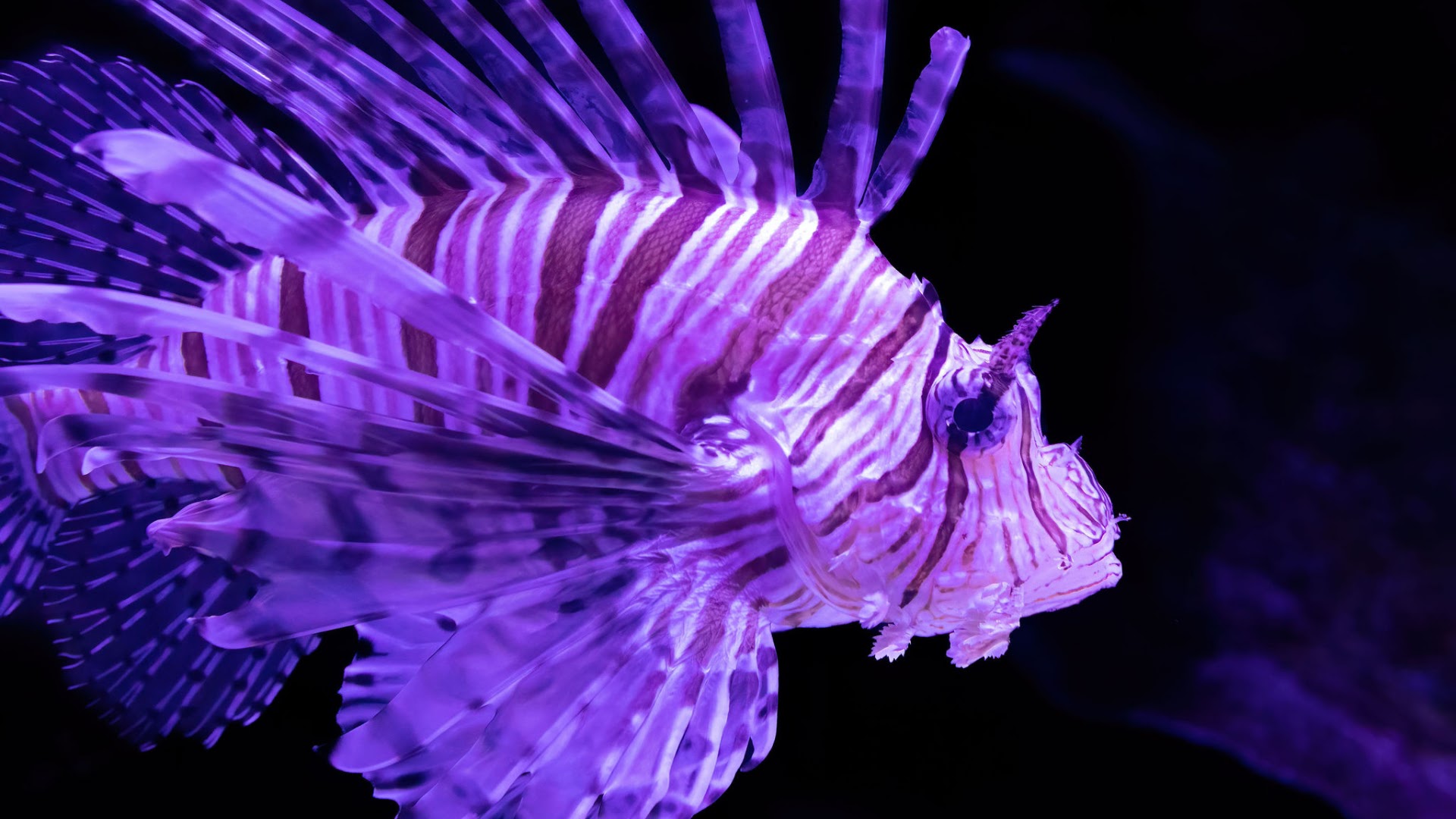 Cairns Aquarium photo 2