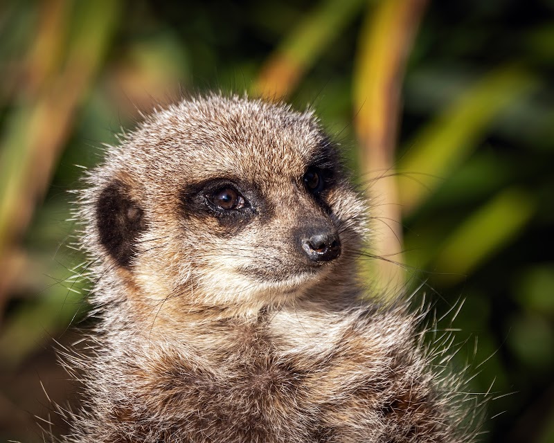Call Of The Wild Zoo photo 2