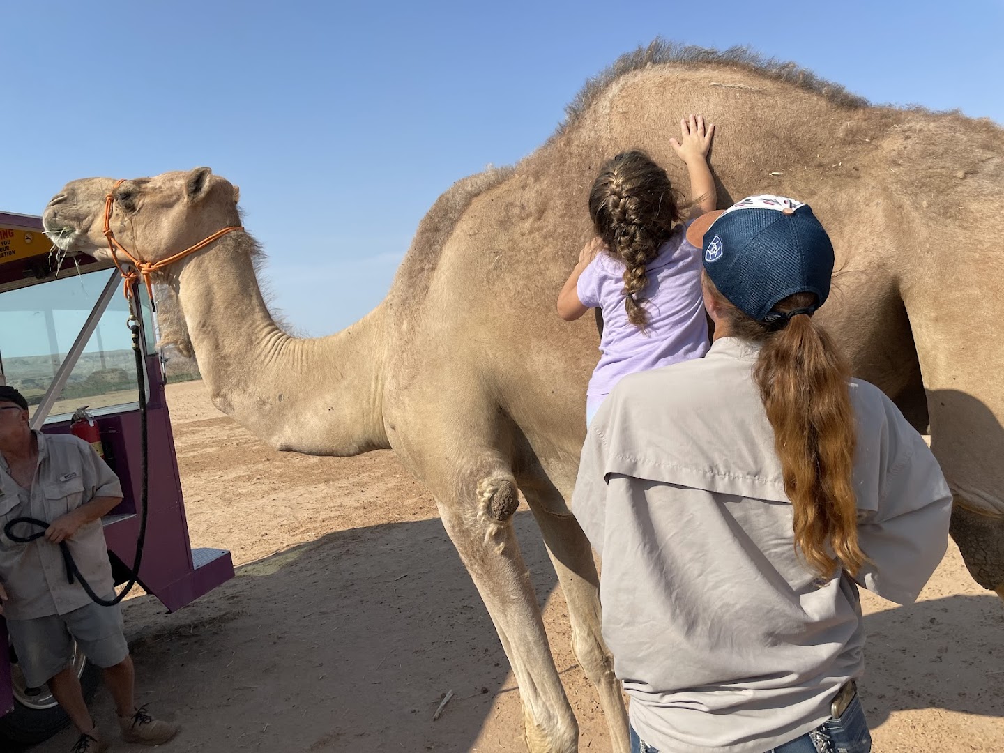 Camel Safari Las Vegas photo 2