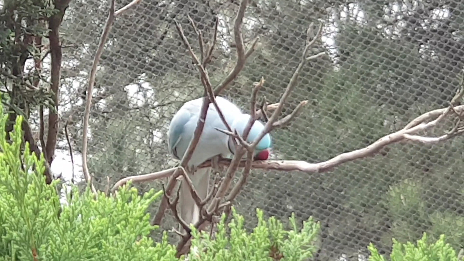 Canberra Walk-In Aviary photo 3