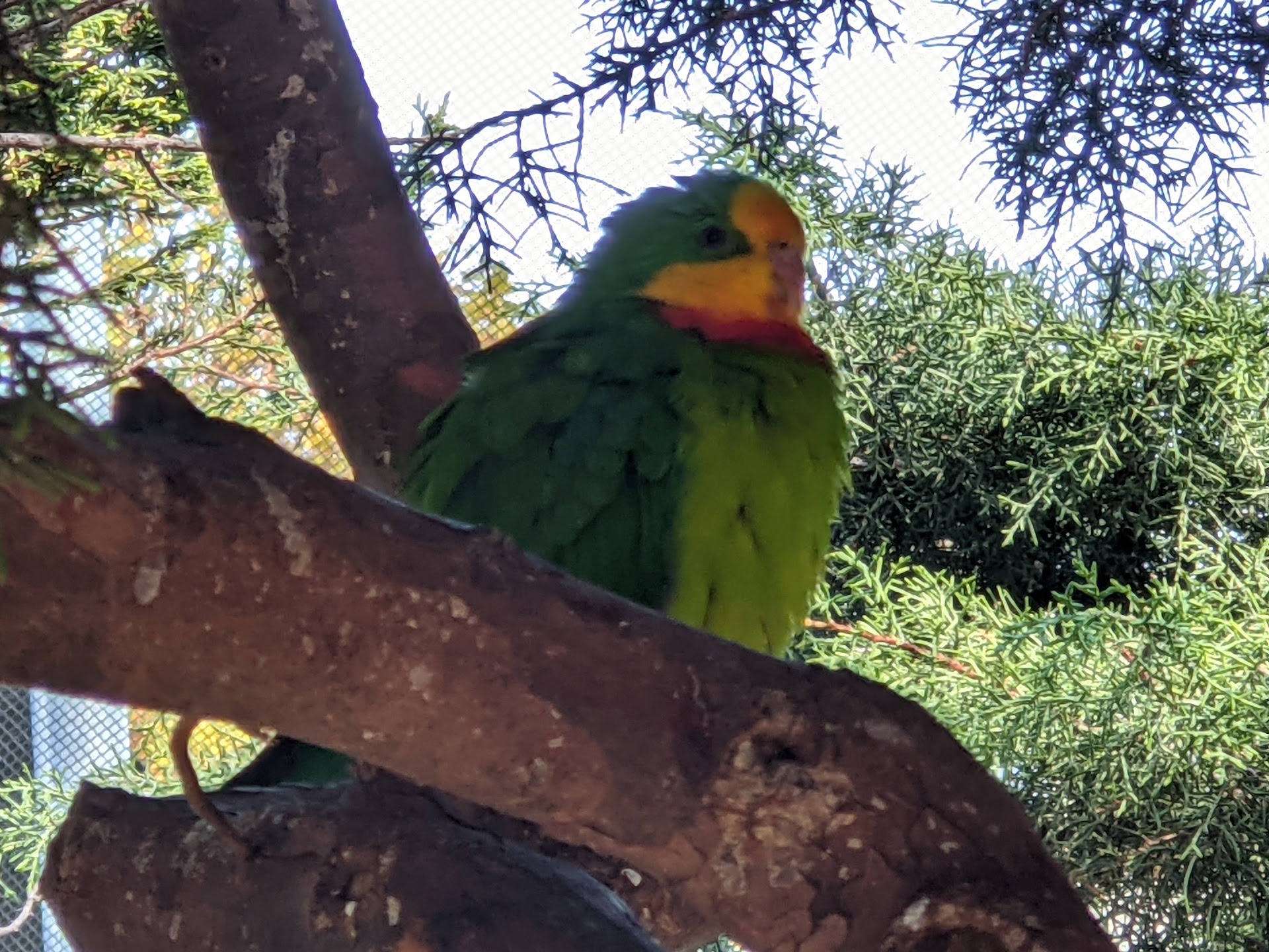 Canberra Walk-In Aviary photo 2