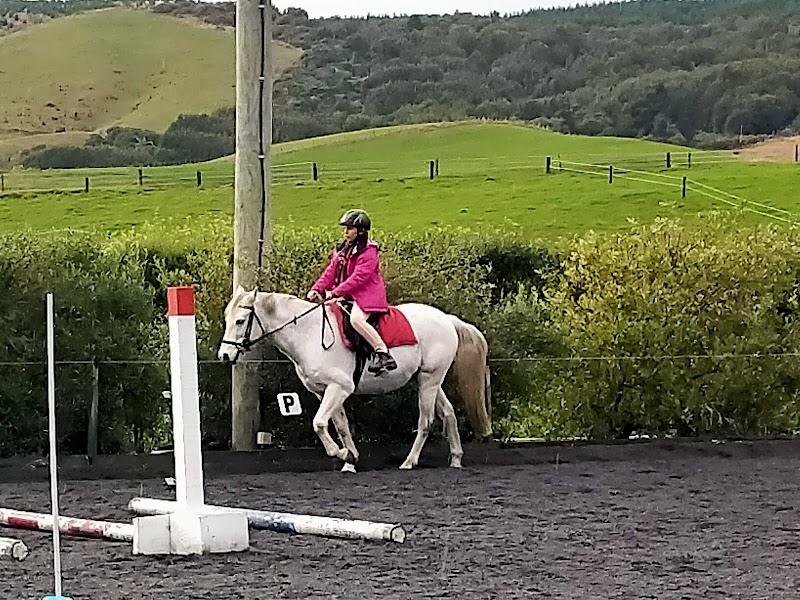 Castle Hill Equine photo 2