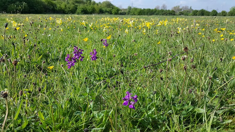 Castle Vale Meadows photo 2