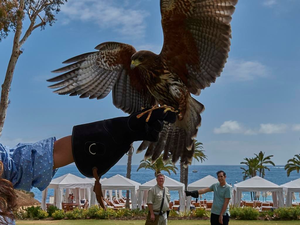 Catalina Falconry Experience