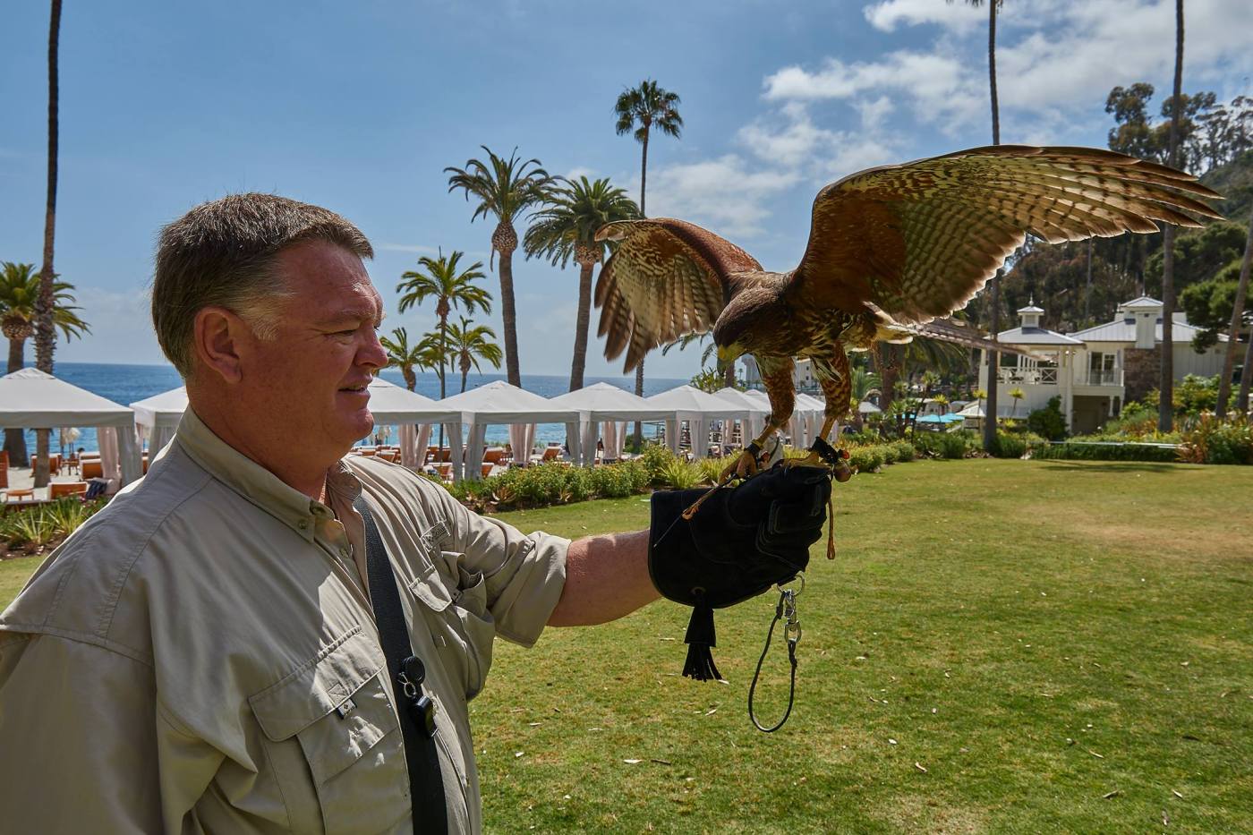 Catalina Falconry Experience photo 2