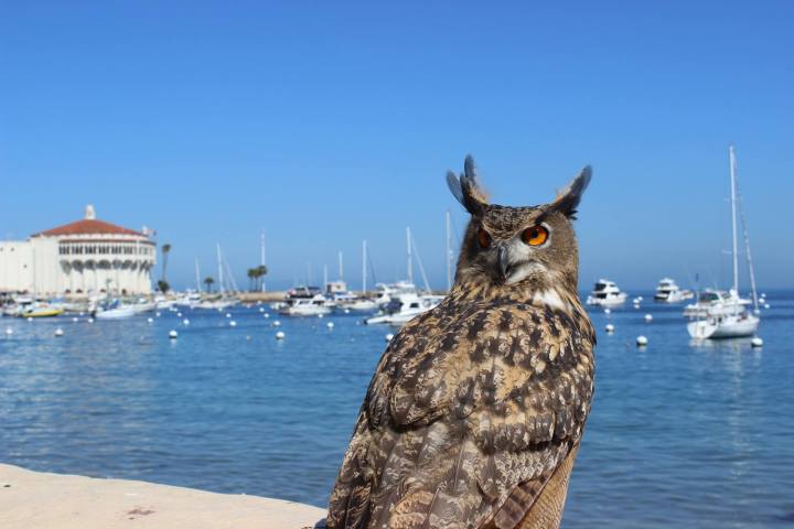 Catalina Falconry Experience photo 3