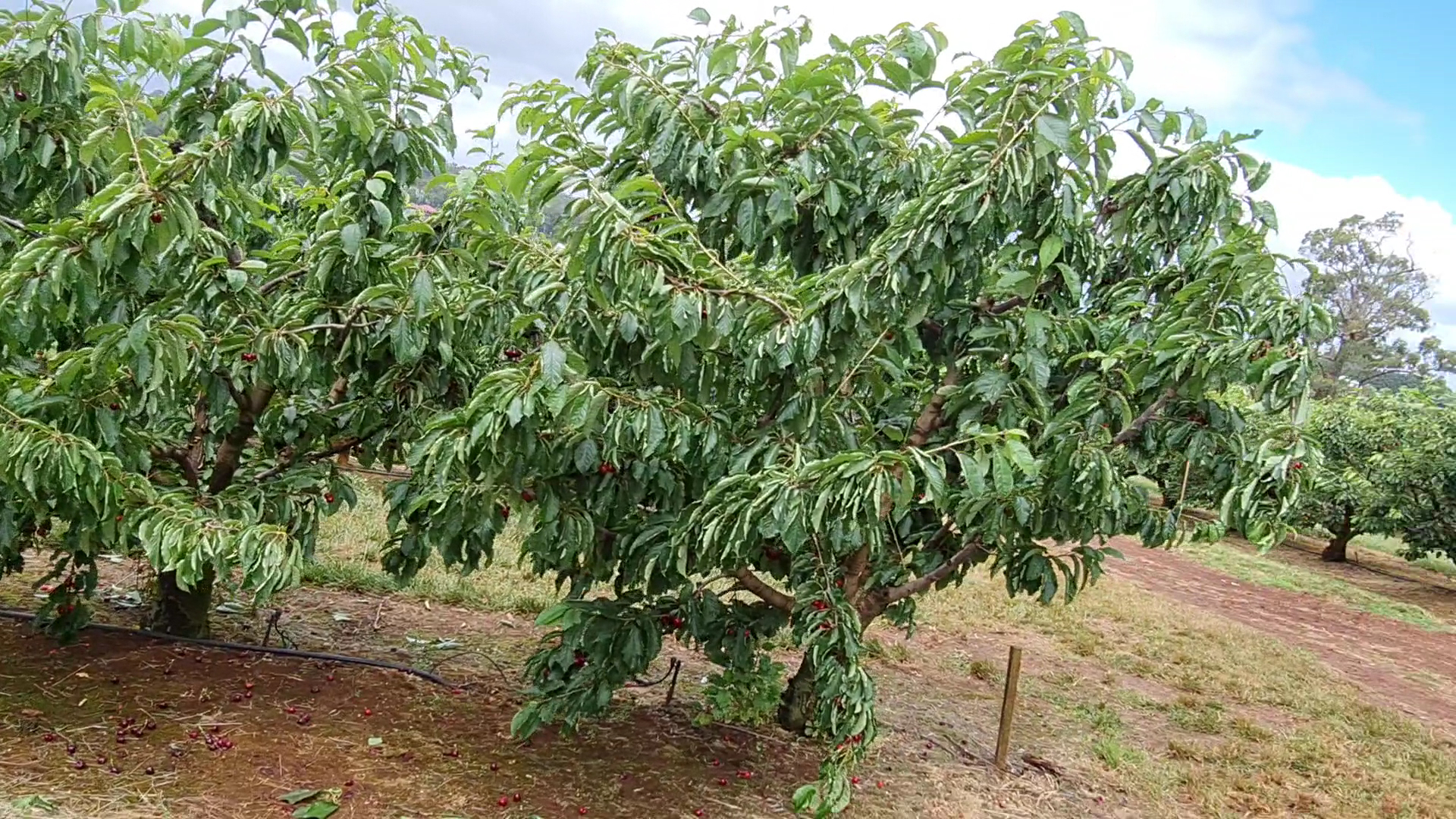 CherryHill Orchards - Wandin East photo 2