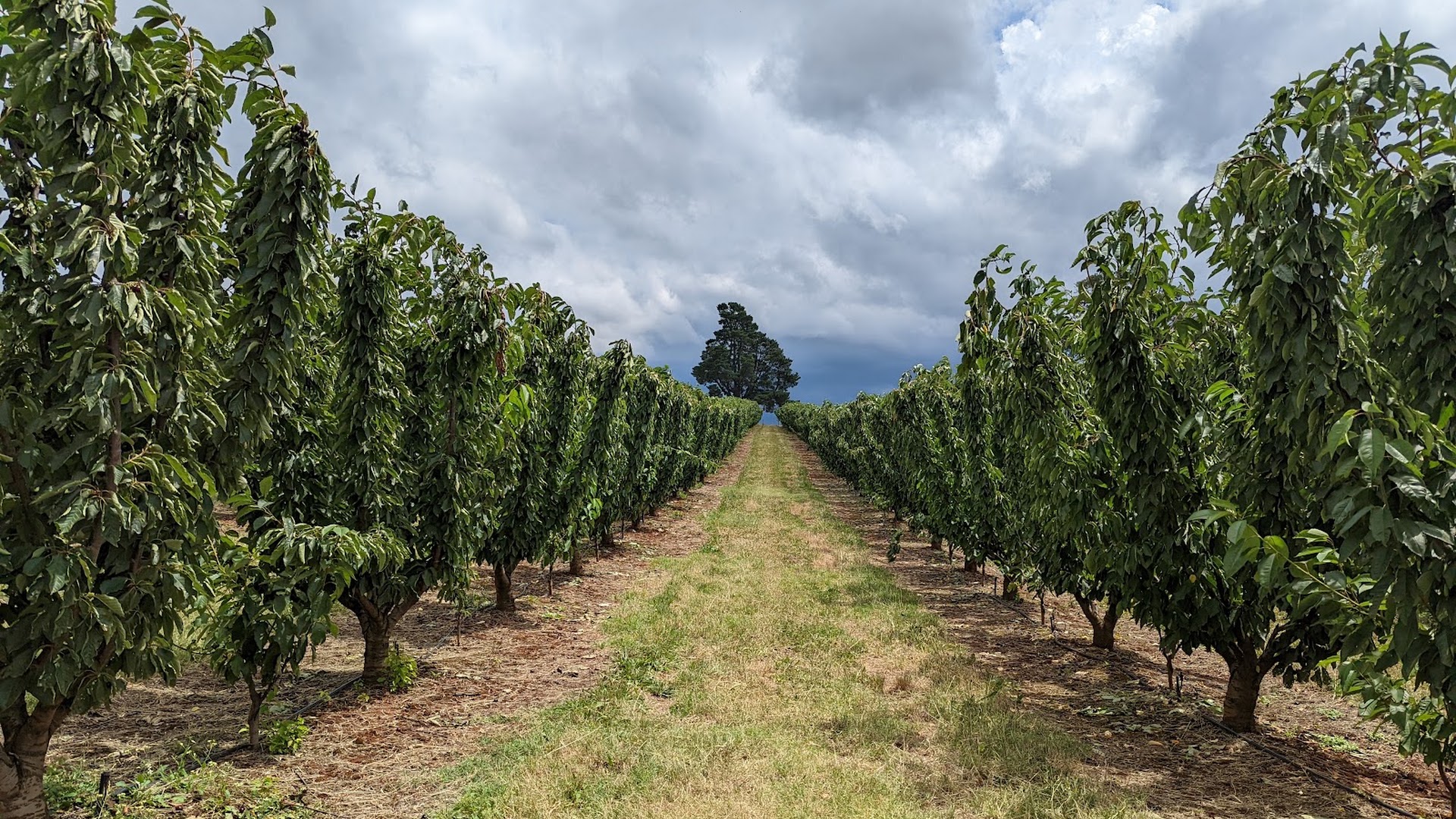 CherryHill Orchards - Wandin East photo 3