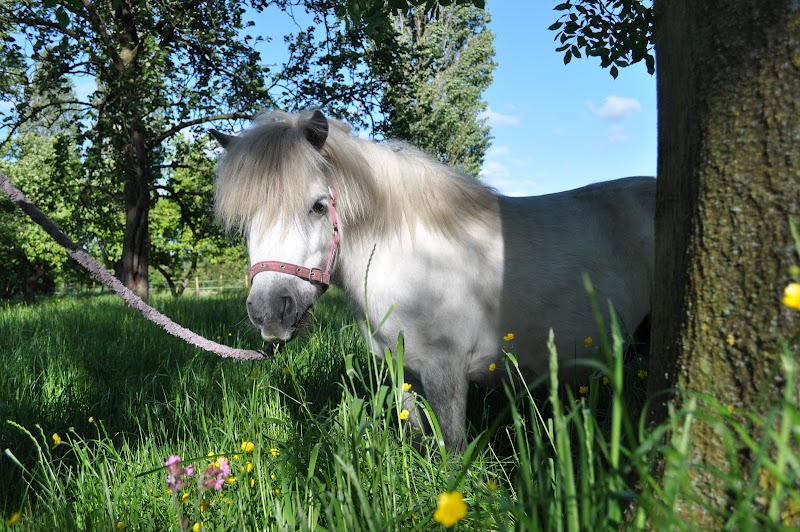 Cheshire Pony Parties photo 2