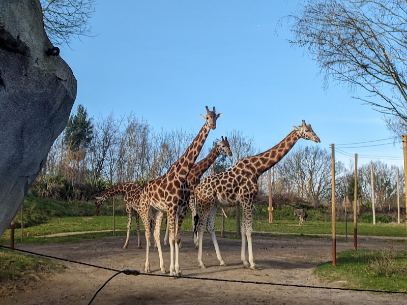 Chessington Zoo