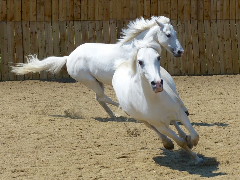 Chigwell Riding Trust