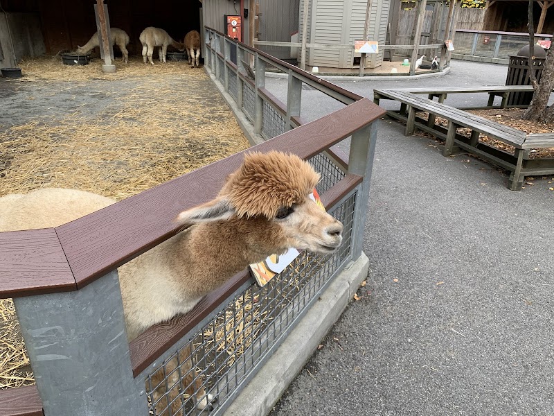 Children's Zoo photo 3