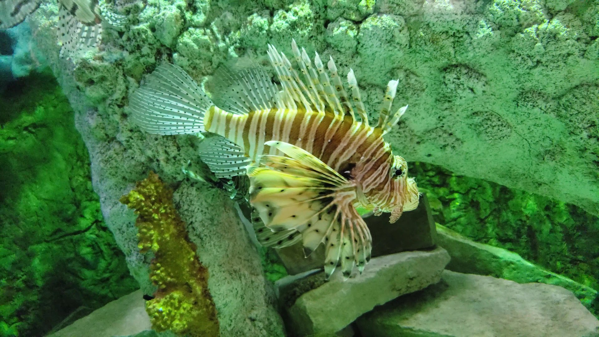 Children's Aquarium Dallas at Fair Park photo 2