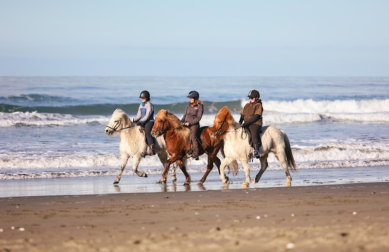 Christchurch Icelandic Horse Treks