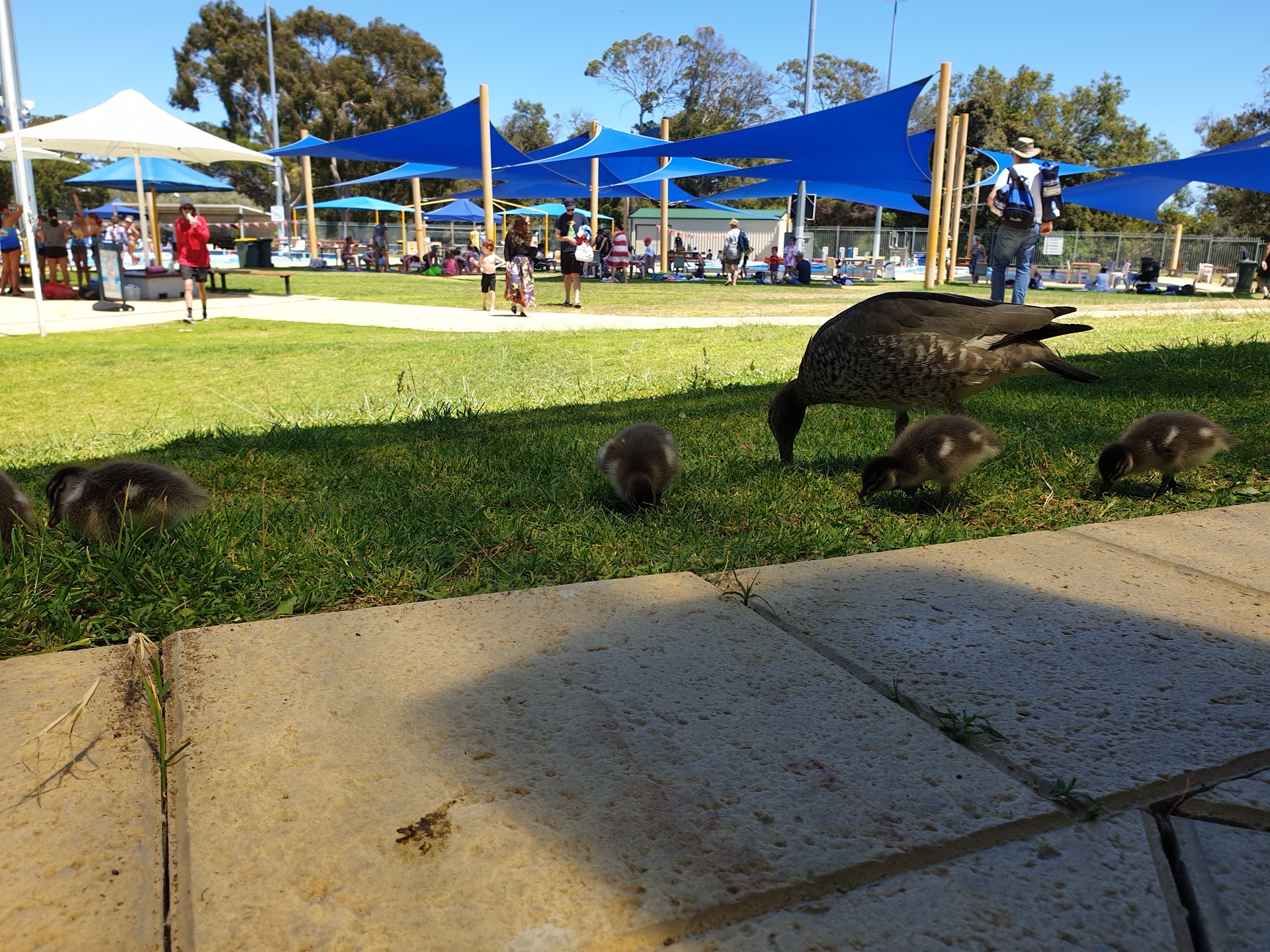 Claremont Aquatic Centre photo 3