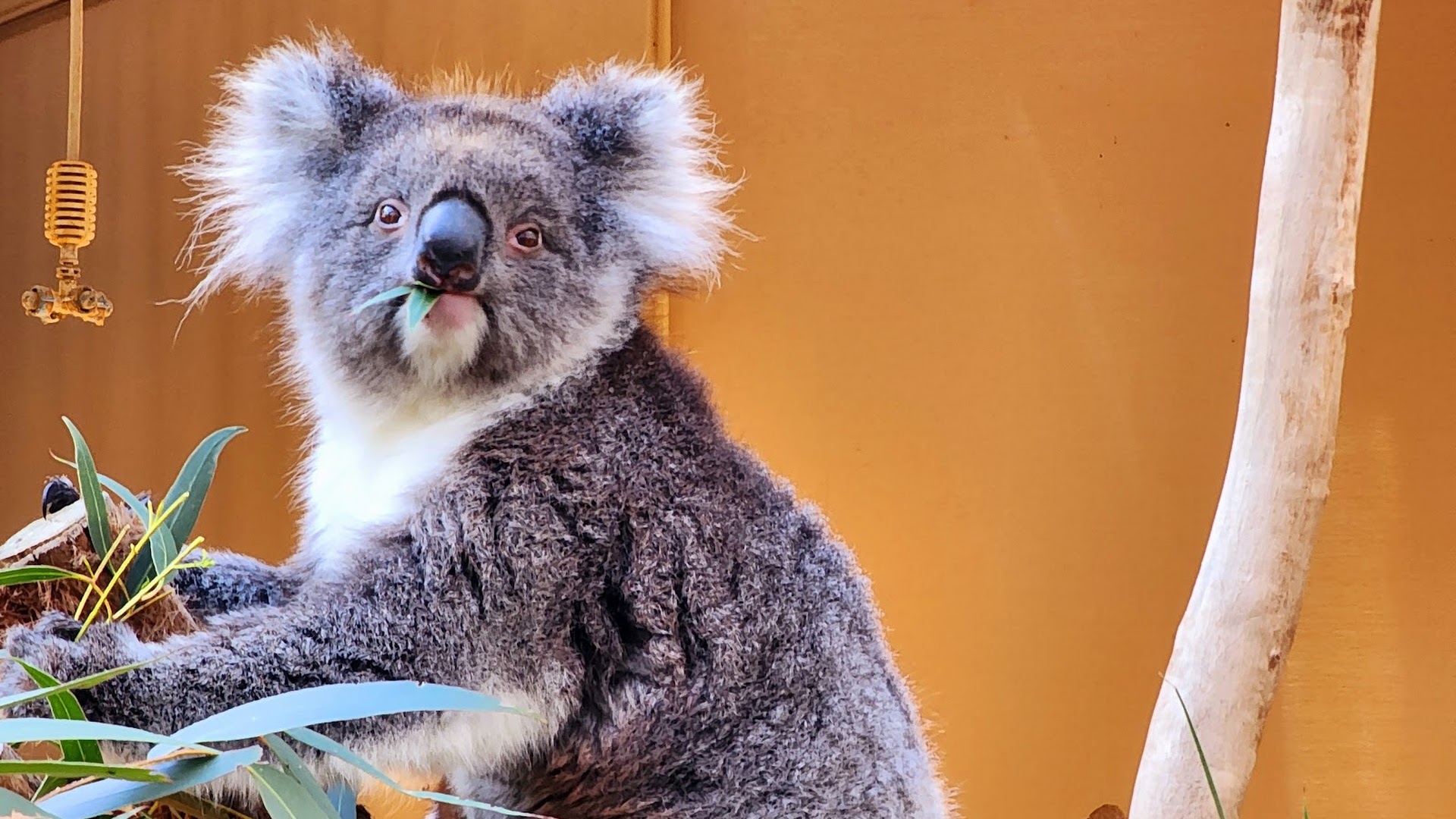 Cleland Wildlife Park