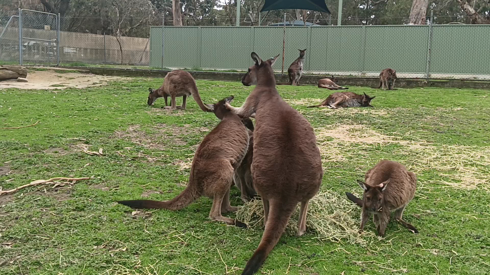Cleland Wildlife Park photo 2